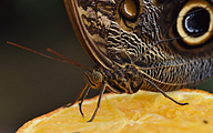 Menelaus blue morpho (Morpho menelaus)